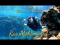 Заповедник Рас Мухаммед, Египет| экскурсия+ДАЙВИНГ| Ras Mohammed