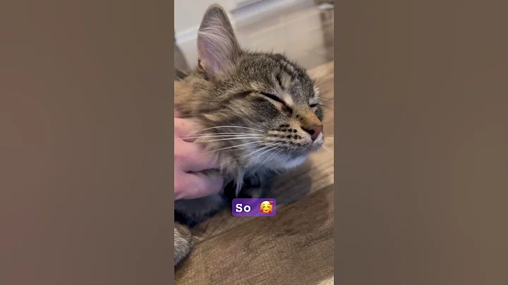 Watch the video about Siberian cats are the most adorable gentle and funniest