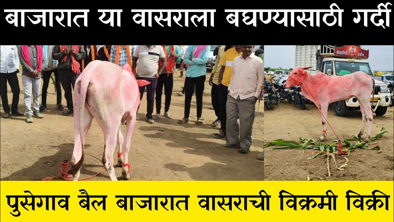 पुसेगाव बैल बाजारात विक्रमी विक्री जबरदस्त पल्ला आणि लोकांची गर्दी #निसर्गाची_नाळ