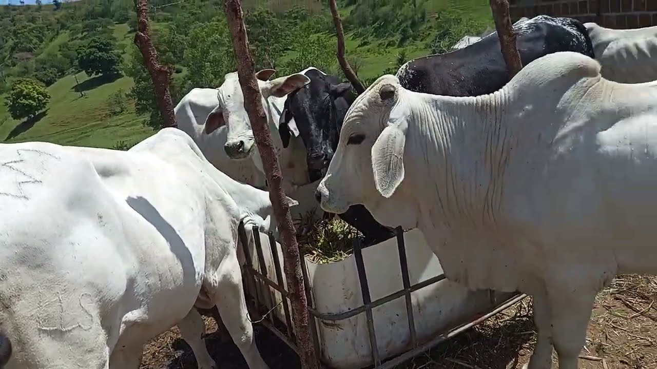 Cada dia crescendo mais 