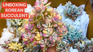 5/29/24 UNBOXING KOREAN SUCCULENT | COTYLEDON VARIEGATED VERY NICE COLORS | Lele: (408) 883 5495