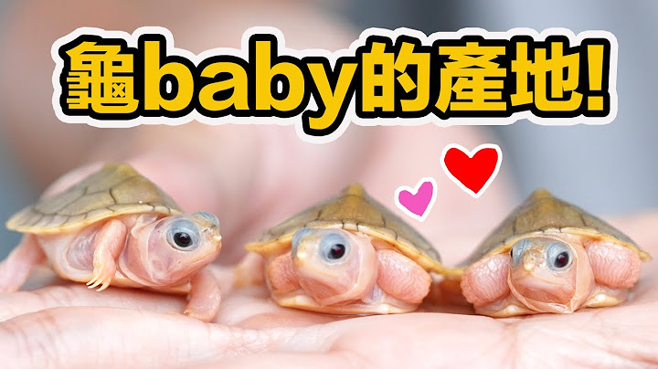 一起去挖龟蛋！最专业的乌龟繁殖场～求偶 交配 产卵 泽龟培育细节大公开！ - 天天要闻