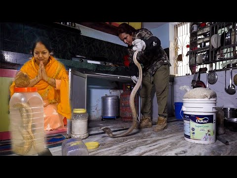 अद्भुत घटना 15 दिन से विशालकाय कोबरा का बसेरा आज तो हद ही हो गया, बरसात में सावधान Venomous Snake