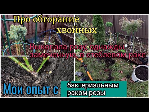 Видео: Рози: грижи за цветята през април