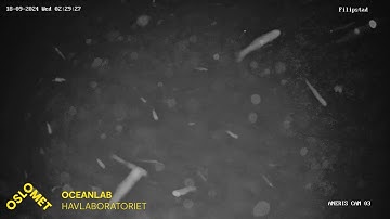 Live streaming OsloMet Oceanlab ANERIS project low cost underwater camera observatory prototype