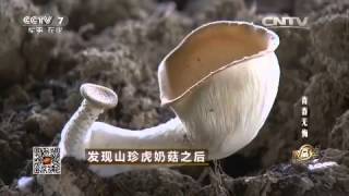 20150908 致富经 发现山珍虎奶菇后
