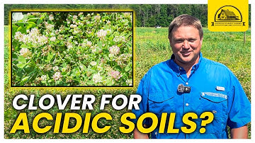 Regenerate Wet Acidic Soils with This High Biomass Nutritious Clover