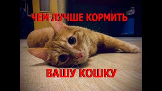 видео: Чем лучше кормить вашу кошку картинка: Чем лучше кормить вашу кошку