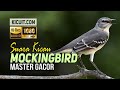 Masteran Burung Kicau Mockingbird Gacor - Mockingbird Bird Sound