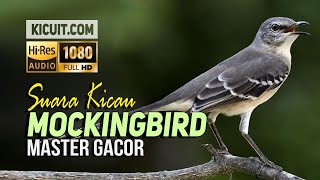 Masteran Burung Kicau Mockingbird Gacor  Mockingbird Bird Sound