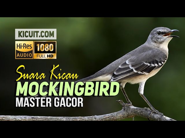 Masteran Burung Kicau Mockingbird Gacor - Mockingbird Bird Sound class=