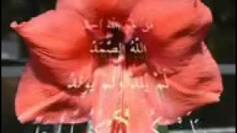EXCLUSIF Surah 112 al Ikhlas سورة الإخلاص by Mohammad Siddiq Minshawi