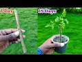 Right way to grow curry leaf plant from cutting