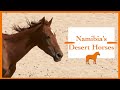 The Wild Desert Horses of Aus, Namibia