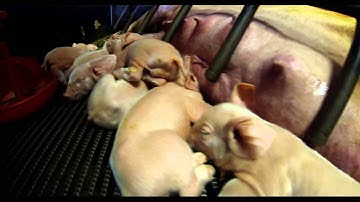 GoPro Hero 3 | Black Edition | 2.7K Scaled to 1080p