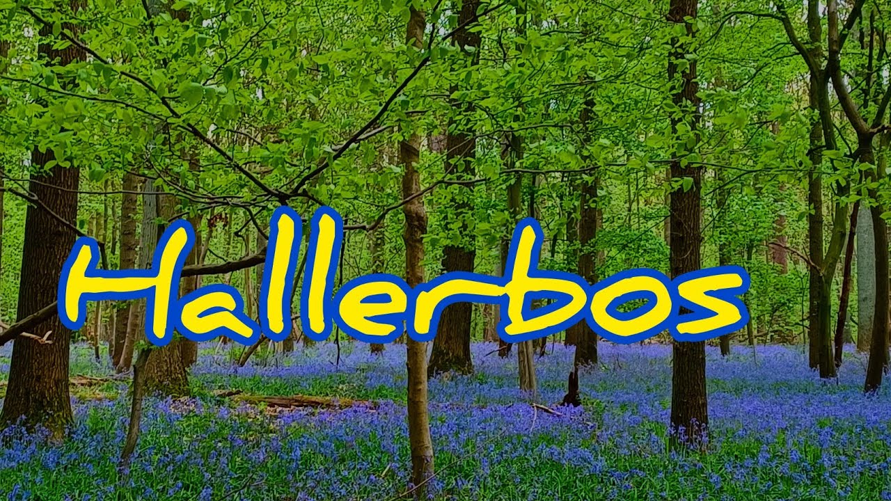 Hallerbos .The Blue Forest.Синий лес.