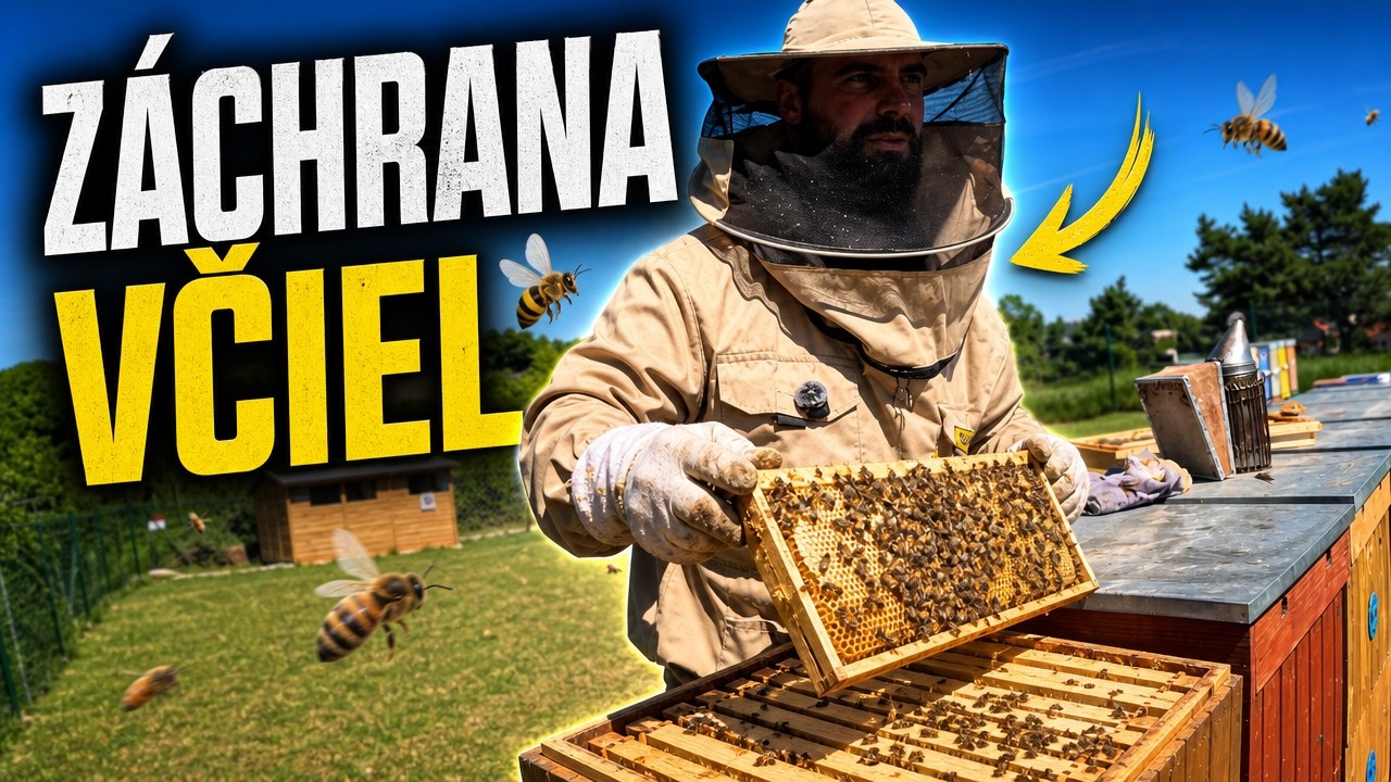 Včely rozdeľujeme… ale aj spájame. Takto zachraňujem slabé včelstvo 🐝🍯