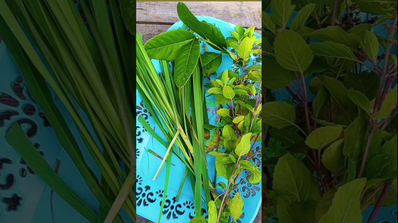 Vascular System Detox Tea Day 2 from my homegrown garden. 