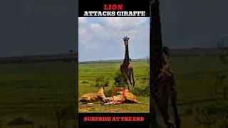 LION ATTACKS GIRAFFE😱💀 #shorts #animals