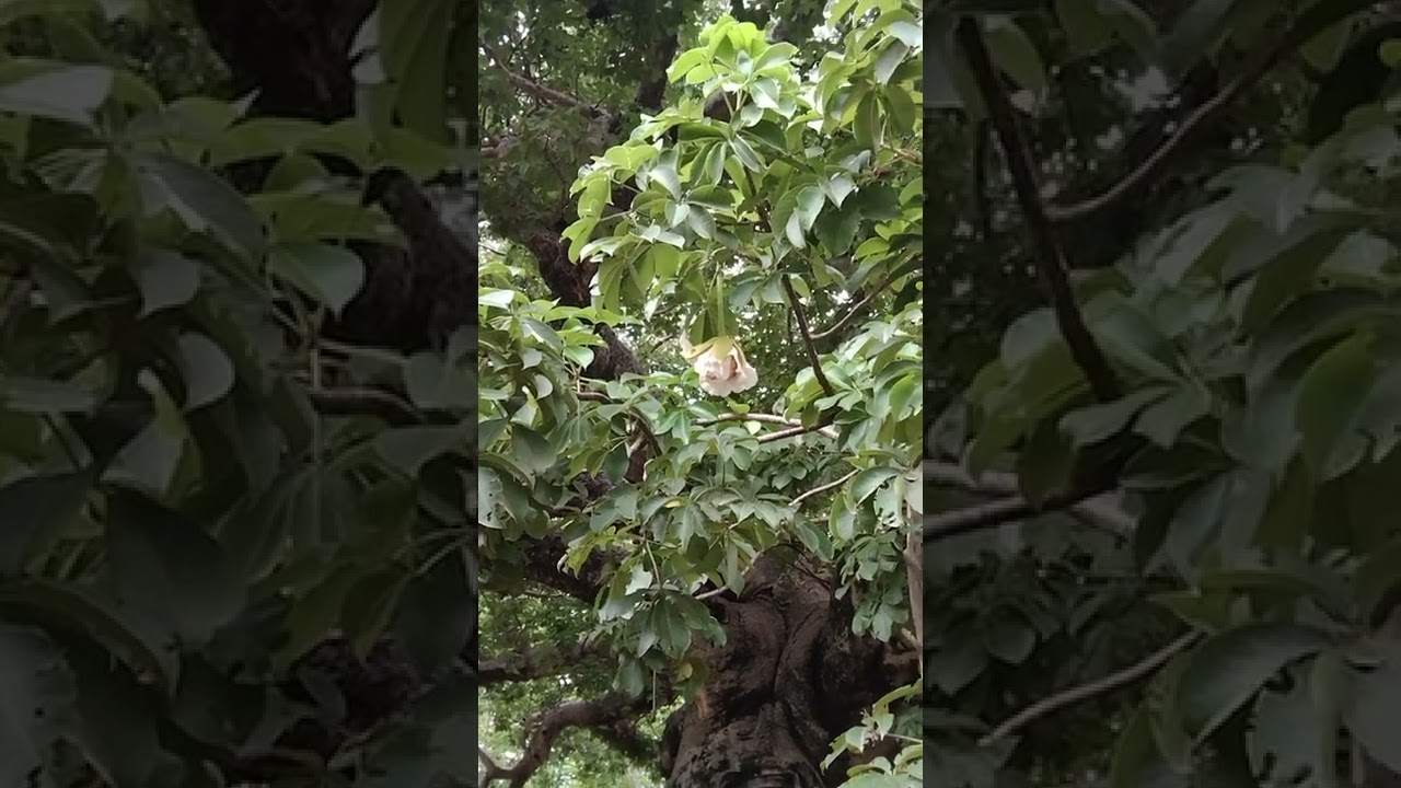 parijat 🌴 tree  , 🌎  one unique 🌴 tree in the  world