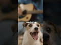 Pet Anxiety Hacks: Quick Fixes for Thunderstorms! #pets