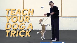 Handling Tip: Teach Your Dog a Trick! by Leading Edge Dog Show Academy 1,242 views 5 months ago 2 minutes, 39 seconds