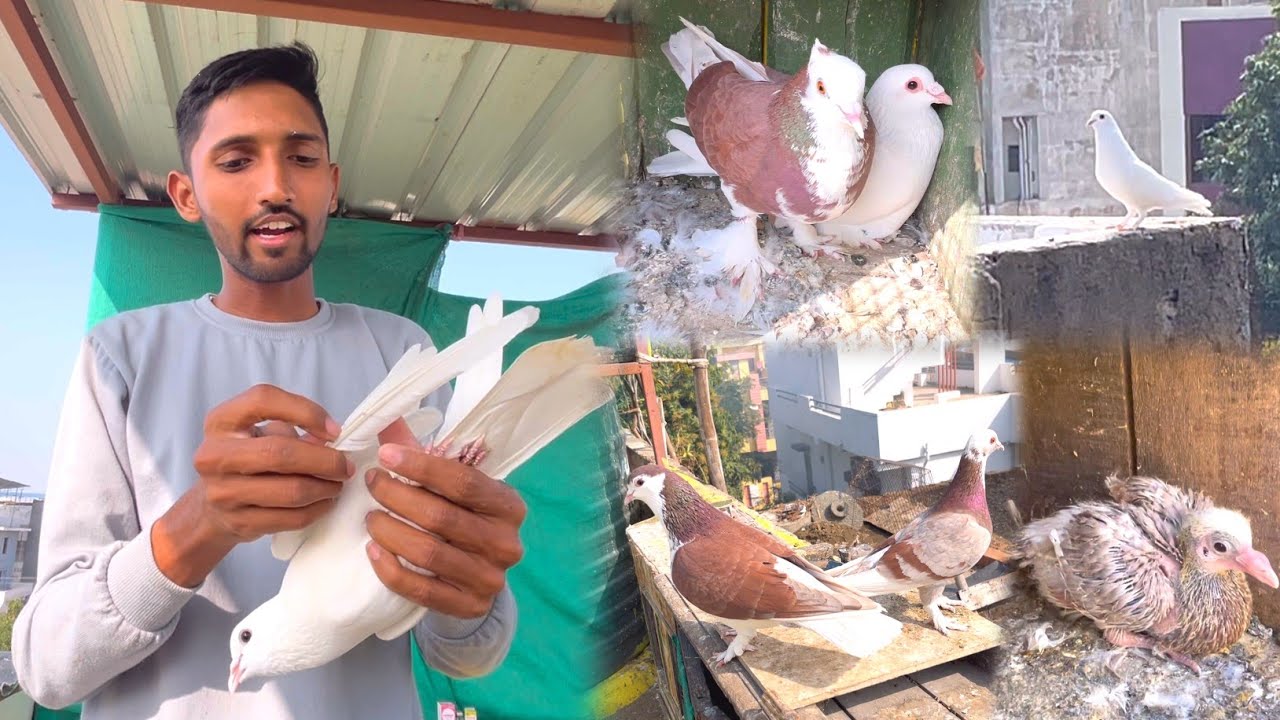 Siraji Kabootar Ka Baccha Ye Kaisa Nikal Gaya😳