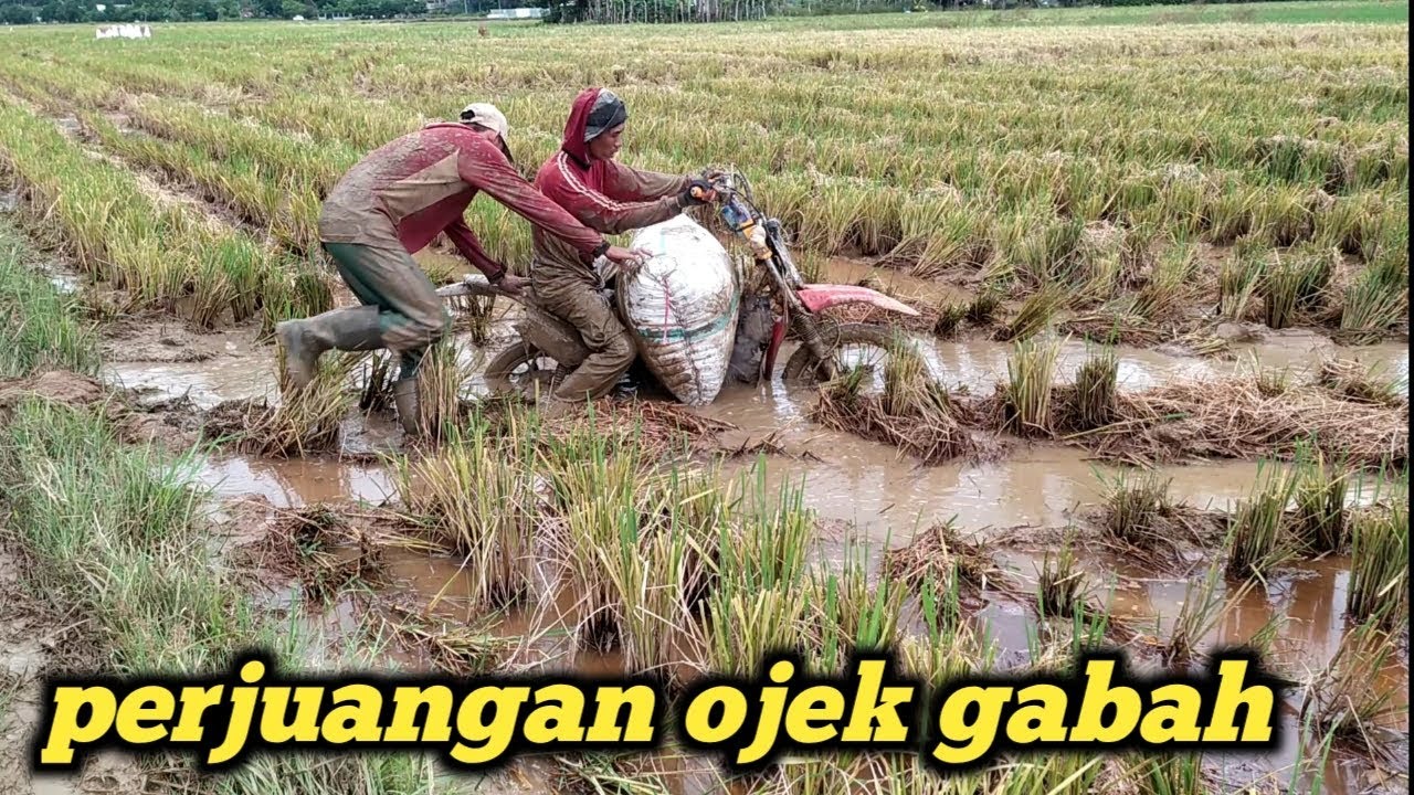 Taksi Gabah Bukan Mobil Tapi Motor Diubah Untuk Angkut Gabah KabarPenumpangcomKabarPenumpangcom