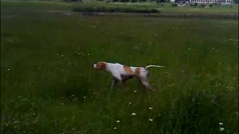 english pointer hunting.mp4