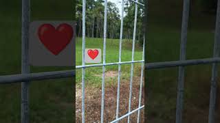 Ikutmu Song By Melitha Sidabutar  shortsfeed shorts