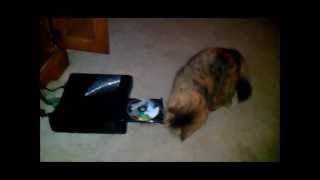 Cat Attacks Xbox
