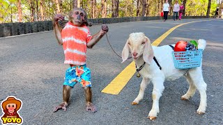 YoYo Jr takes goat to market to ask for fruit