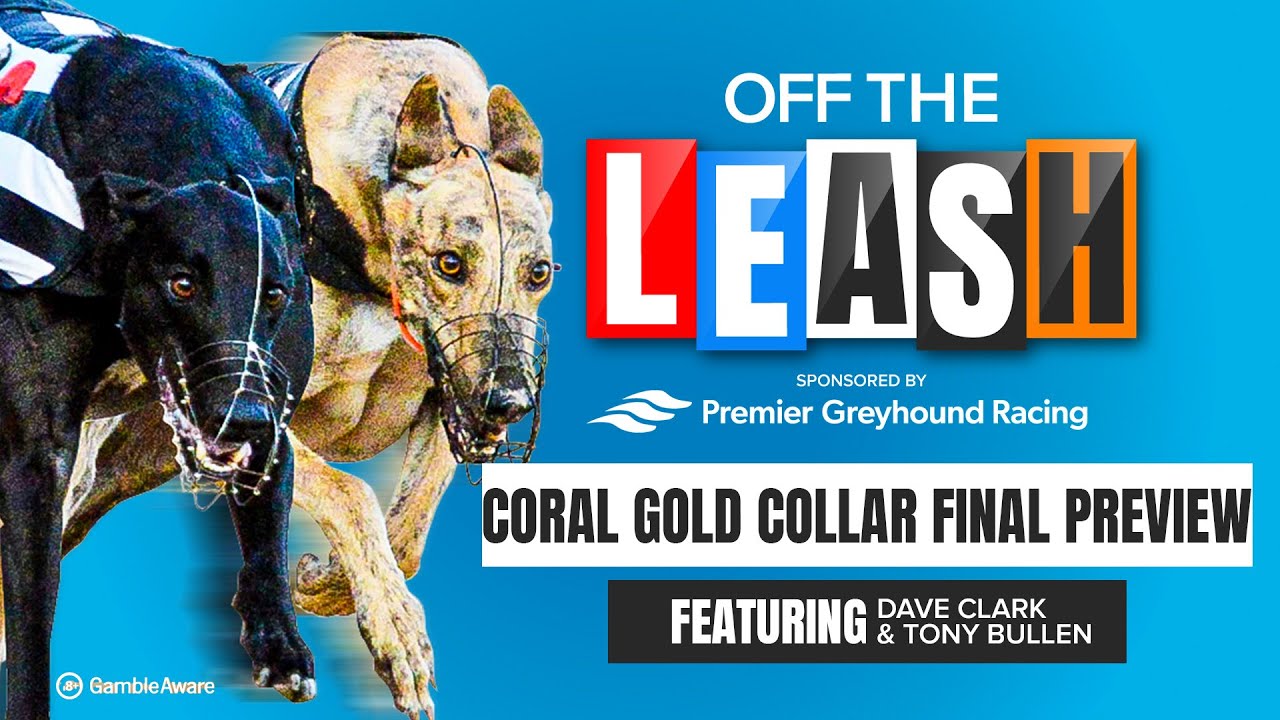 Coral Gold Collar Final Preview | Off The Leash | Greyhound Tips | Racing Post
