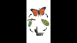 Butterfly Life Cycle | Life Cycle Of A Butterfly Resimi