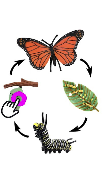 Butterfly Life Cycle | Life Cycle Of A Butterfly