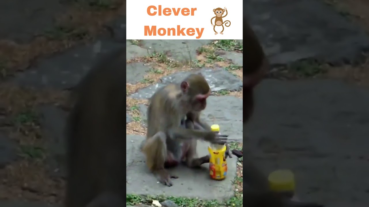 Genius Monkey 2023 ! Funny Animal Videos 2023