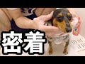 ヘソ天ドライヤー職人のシャンプーに密着してみた