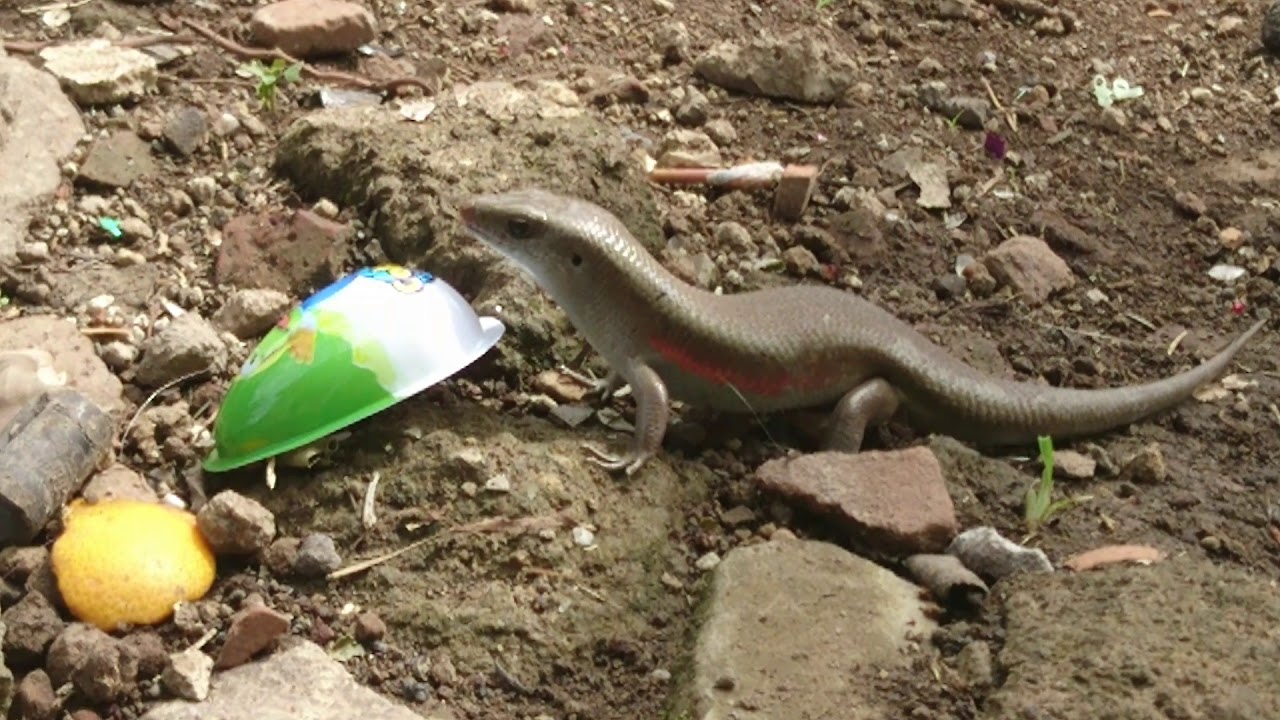 A Lizard Eats Kinder Joy's Chocolate and Trapped!!
