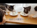 初めての猫用のケーキに戸惑いを隠せない・・・