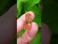 Pink Katlang DT Topaz 64.10 carat 34 x 11 mm Katlang, Mardan, KP, Pakistan DM for Price