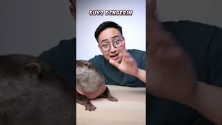 MEDY RENALDY NGEREVIEW “MAINAN” OTTER HYPERREALISTIC! W/ @marcelldegen