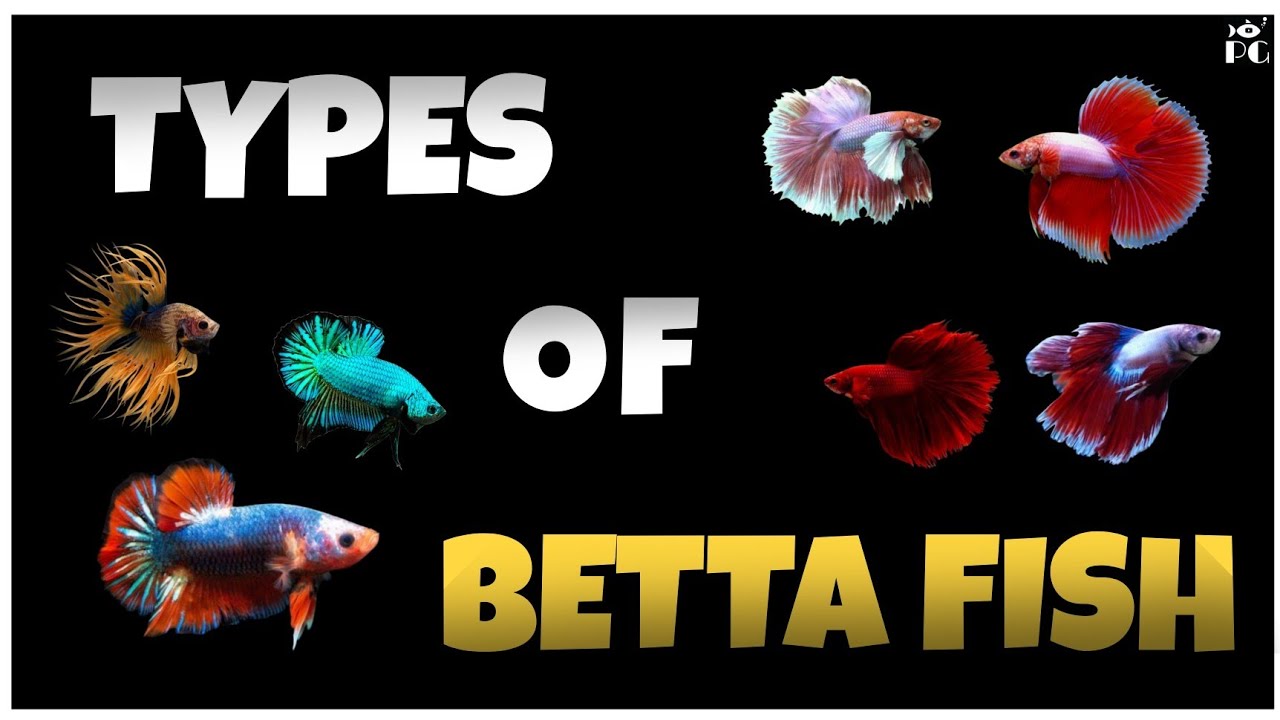 Types of Betta fish || 