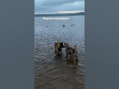 Водные процедуры - YouTube