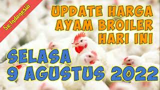 Harga Ayam Broiler Selasa 09 Agustus 2022. 
