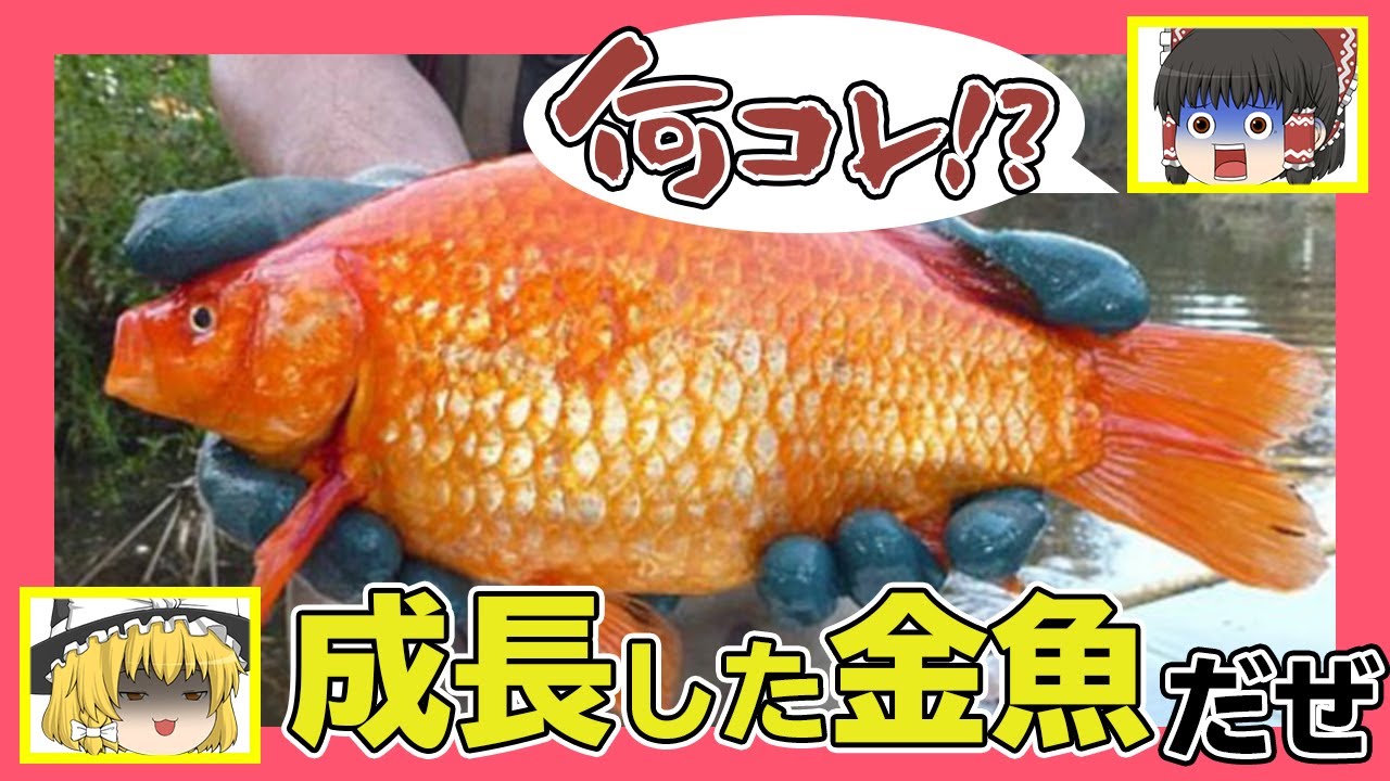 ゆっくり解説 金魚は水槽のサイズで大きくなるって本当 金魚 Youtube