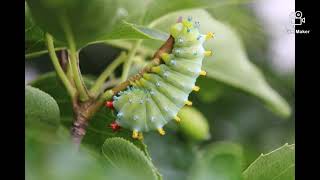 Cecropia Moth Lifecycle