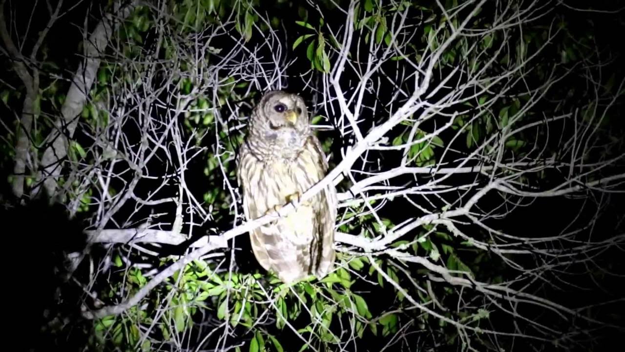 Barred Owl Adult Calling