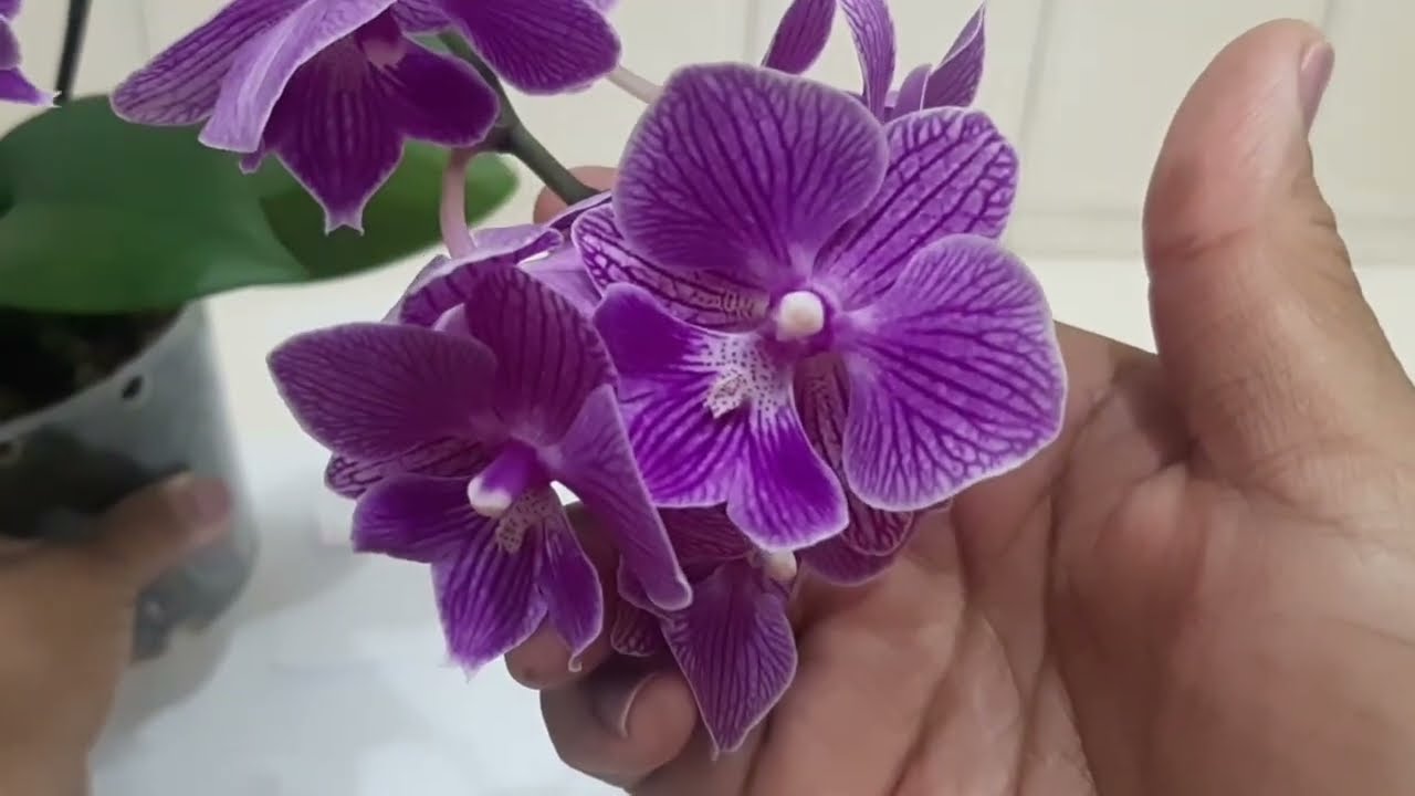 Replante (conservador) da Mini Phalaenopsis Big Lip