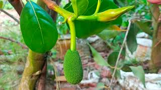 Thai All Time Jack Fruit Ferming.7029847107
