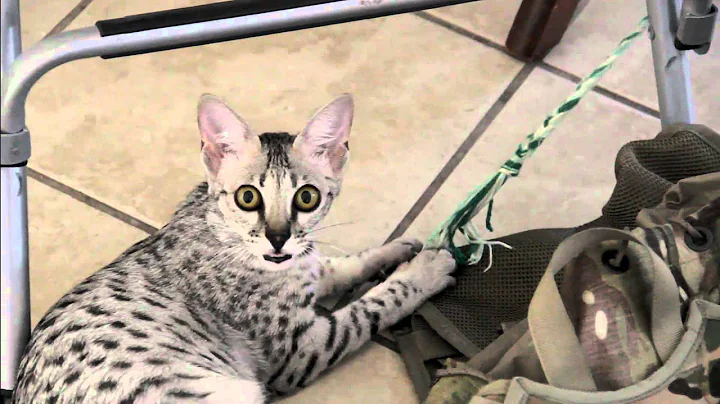 Watch the video about Savannah Cat fights/pulls chair using a string